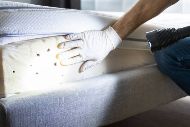 Best Best Pest Control Companies  in Lamont, CA