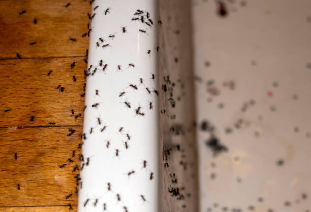 Best Cockroach Control Services  in Lamont, CA