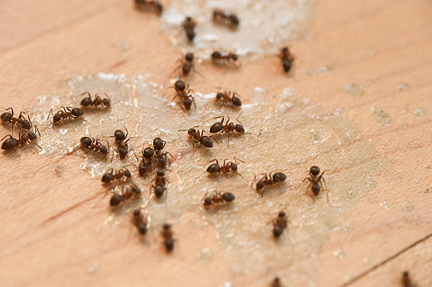 Best Pest Removal Services  in Lamont, CA
